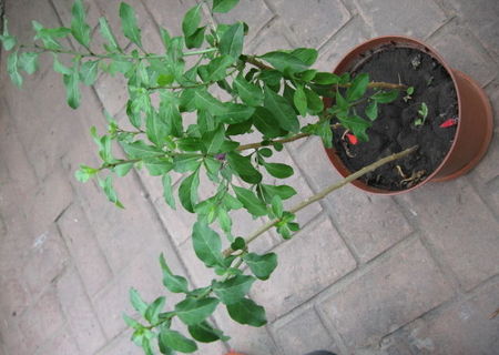goji - planta minune goji - planta minune