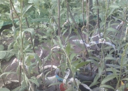 GOJI puieti gata de plantare GOJI puieti gata de plantare