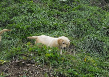 Golden Retriever 3 luni este vaccinat si are pedigree
