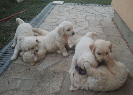 Golden Retriever
