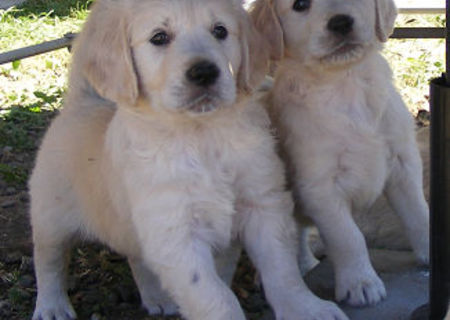 Golden Retriever Golden Retriever