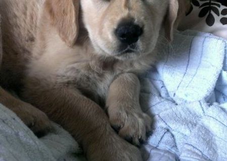 golden retriver de vanzare