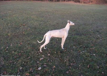 greyhound ogar