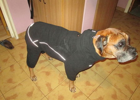 Hainuta iarna caine