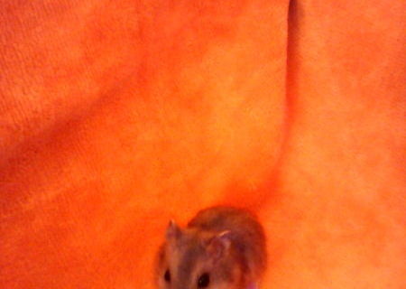 Hamsteri pitici