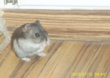 Hamsteri pitici