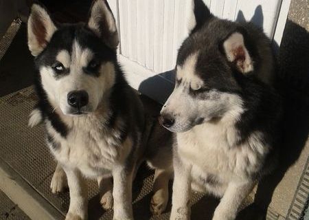 husky 6 luni mascul si femela