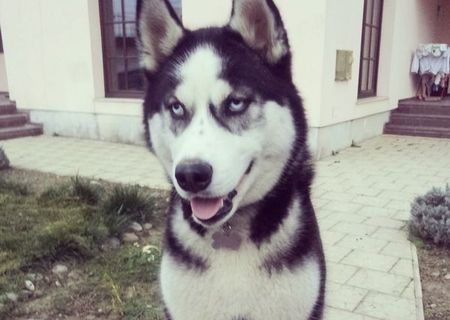 Husky pentru monta