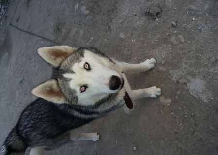 Husky Siberian