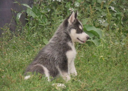 Husky siberian