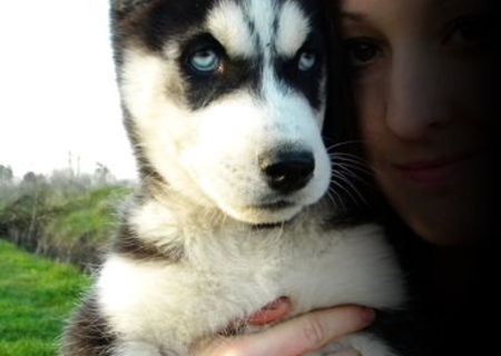 Husky Siberian