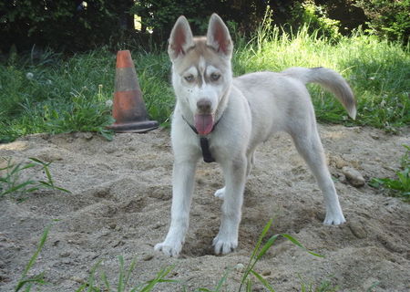 Husky siberian Husky siberian