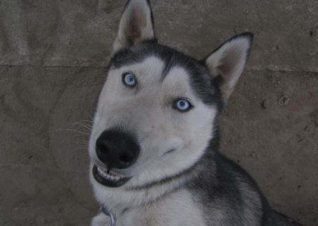 Husky Siberian Husky Siberian