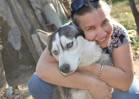 Husky siberian