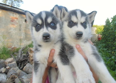 Husky Siberian