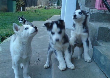 Husky siberian