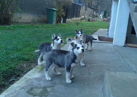 Husky siberian