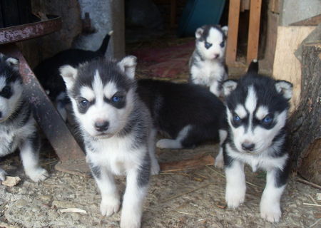 Husky Siberian