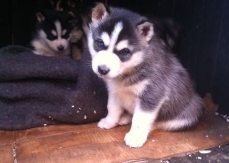 Husky siberian