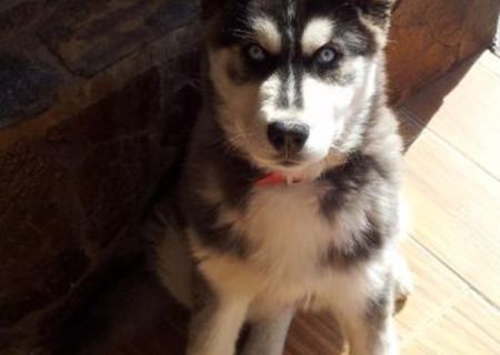 Husky Siberian