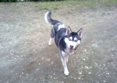 Husky Siberian