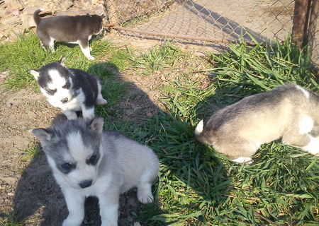 husky siberian
