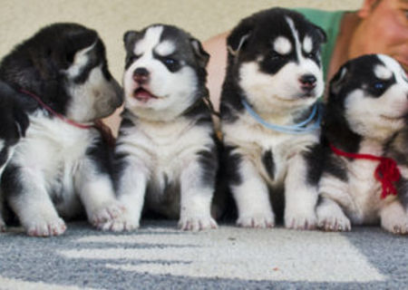 Husky Siberian De Vanzare Husky Siberian De Vanzare