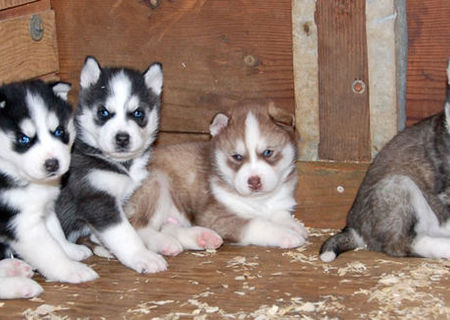 husky siberian in toata tara toate culorile husky siberian in toata tara toate culorile