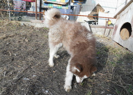 Husky Siberian,mascul,un an Husky Siberian,mascul,un an