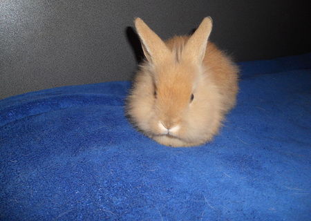 iepure angora pitic
