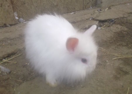 IEPURI DE ANGORA SI CAP DE LEU
