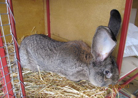 Iepuri de rasa