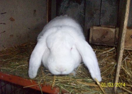 iepuri DE VanzARE