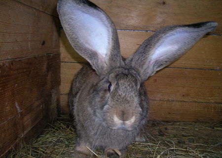 Iepuri Marele Belgian