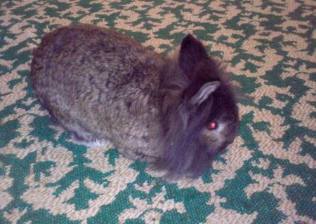 imperechez gratis iepure de angora - cap de leu mascul