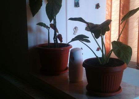 Inchiriez apartamen 2 camere Inchiriez apartamen 2 camere