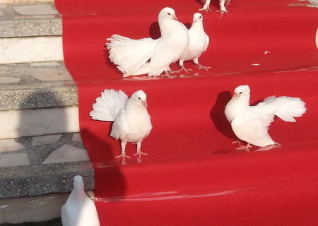 inchiriez porumbei albi pentru nunta