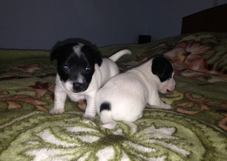 Jack russell terrier
