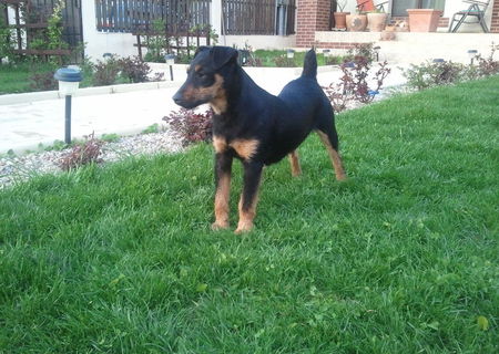 jagd terrier
