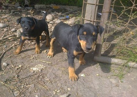 jagdterrier pui 2 luni jagdterrier pui 2 luni