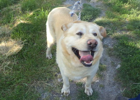 Labrador baiat de 3,5 ani