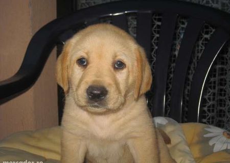 Labrador golden retriever