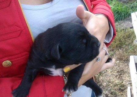Labrador negru (mascul) de vanzare Labrador negru (mascul) de vanzare