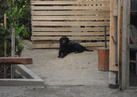 labrador retreiver