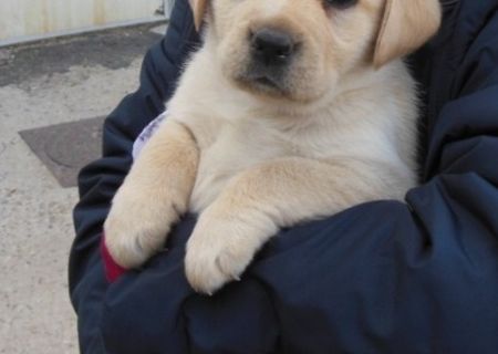 Labrador retriever