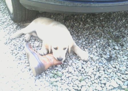 Labrador retriver - 3 luni