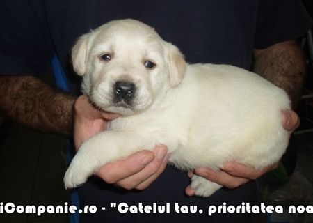 Labrador si Golden Retriever de vanzare Labrador si Golden Retriever de vanzare