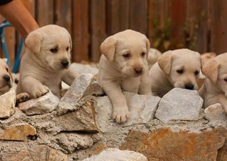 Labradori aurii