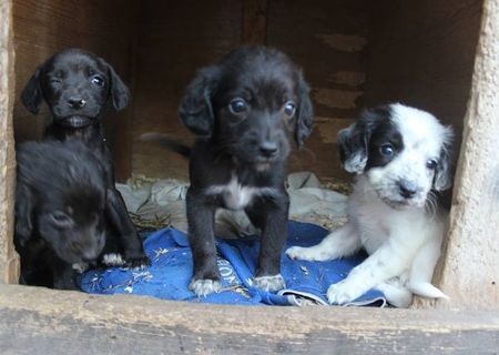 Labradori , corcituri pui