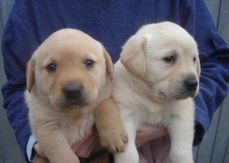 Labradori Retrieveri